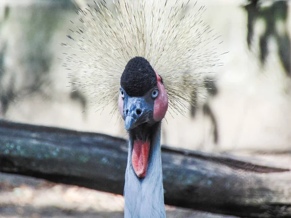 Grey Crowned Crane Zoo — Stockfoto