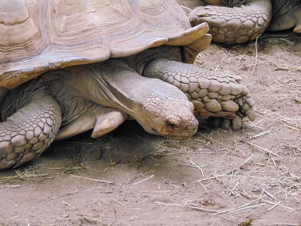 African Spurred Tortoise Ground — Stockfoto