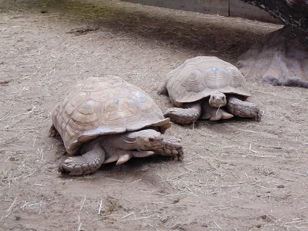 Two African spurred tortoise on the ground