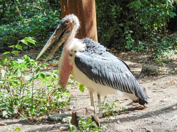 Marabou Stork Leptoptilos Zoo — Fotografia de Stock