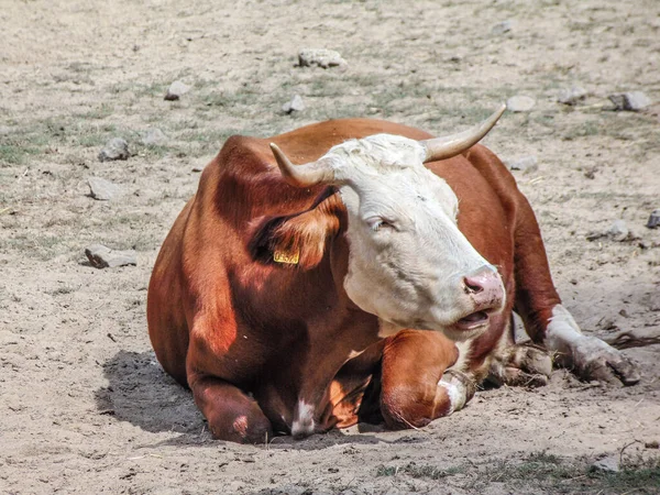 Μια Αγελάδα Κάθεται Στο Έδαφος Καλοκαίρι — Φωτογραφία Αρχείου