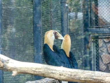 two hornbill birds at the zoo