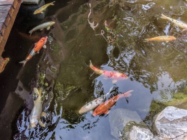 koi carp fish in water in summer