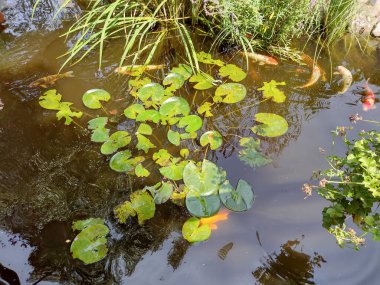 koi carp fish in water in summer