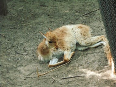 Vicuna llama at the zoo in summer