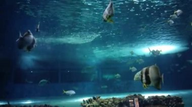 fish of different species in the water, at the Oceanarium, at the Zoo