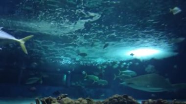 Shark and other fish in the water, at the Oceanarium, at the Zoo