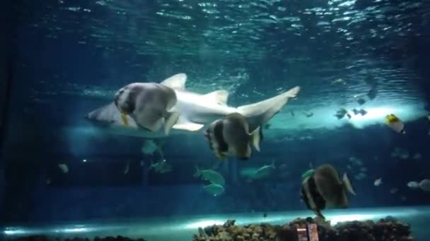 Shark Other Fish Water Oceanarium Zoo — Video