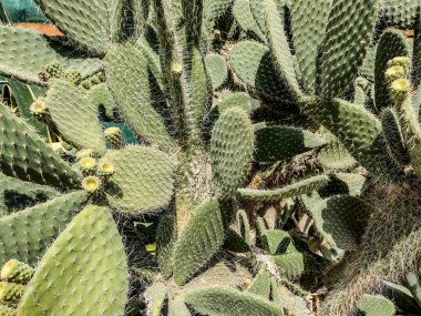 Aaron's-beard prickly-pear. Opuntia leucotricha cactus