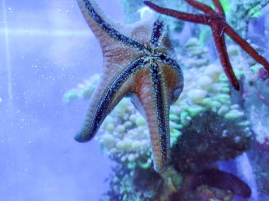 two starfish in the water