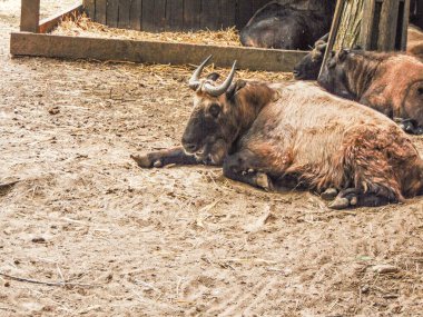 group of Mishmi takin (Budorcas taxicolor taxicolor)