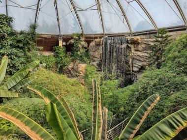tropical setting with trees, plants and waterfall made at the zoo