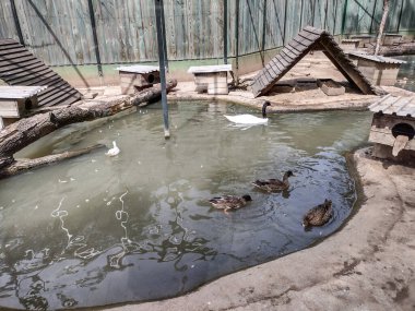 Black-necked swan and orther ducks at the zoo
