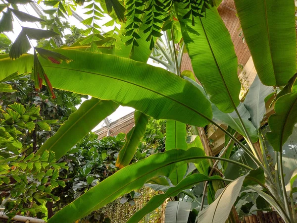 Banana tree and leaves. Musa paradisiaca