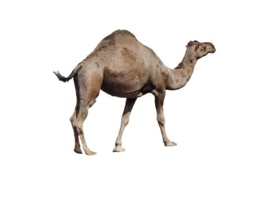 Beyaz arka plan üzerinde izole deve