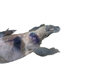 Komodo Dragon beyaz arka plan üzerinde izole