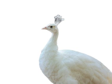 white peahen isolated on white background