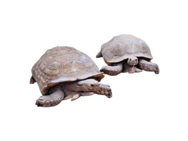 Two African spurred tortoise isolated on white