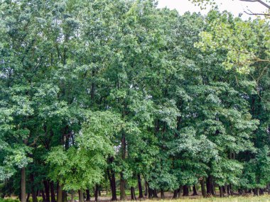 Oak trees in Romania. Big trees