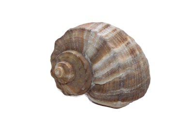 Sea shell from Black Sea isolated on white