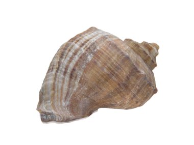 Sea shell from Black Sea isolated on white