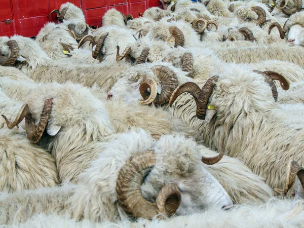 Herd Rams Romania Closeup View — Stockfoto