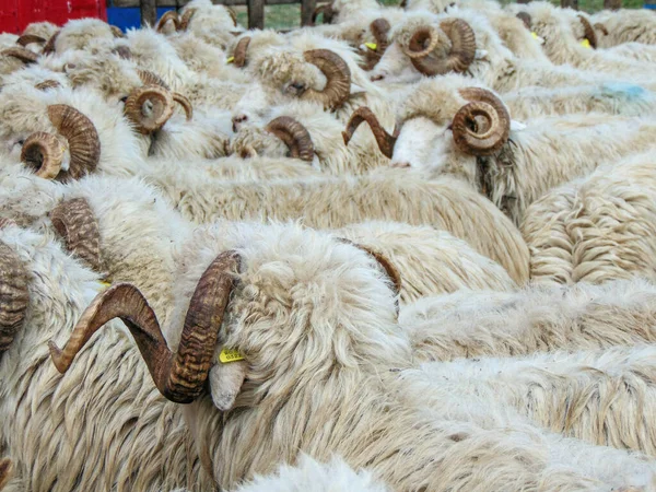 Herd Rams Romania Closeup View — Stockfoto
