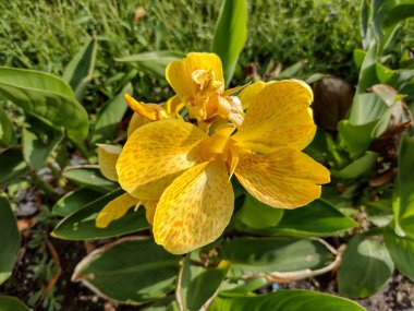 Yellow canna lily flower in the summer