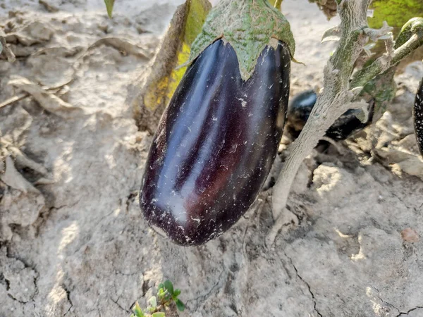 Eggplant Garden Maramures Romania — Stock Photo, Image