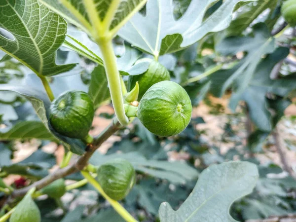 Green figs in the fig tree in summer. Closeup fig