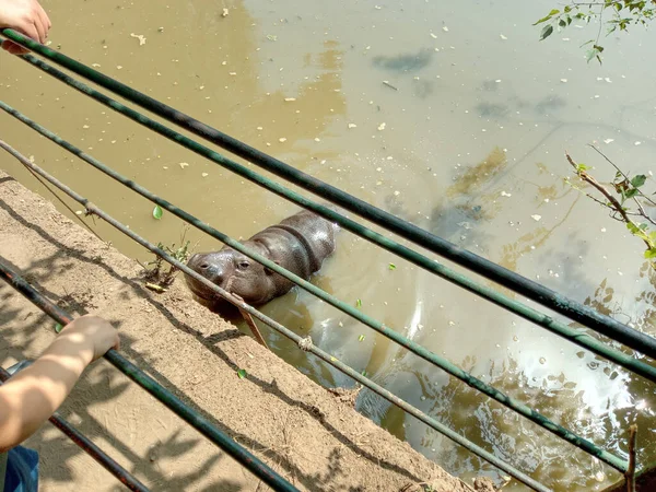 Hippo Stands Water Summer Hippopotamus Water — Fotografia de Stock