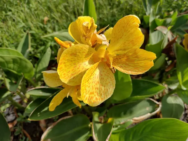 Yellow Canna Lily Flower Summer — Stok fotoğraf