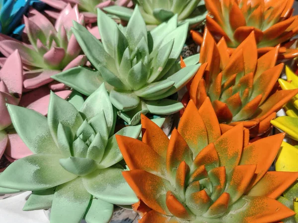 Echeveria Agavoides Plant Different Colors — 스톡 사진