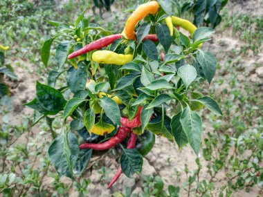 Peppers in the garden. Vegetables in the garden