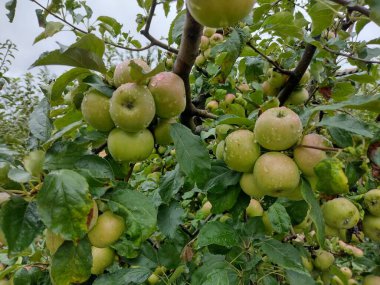 Apples in the tree. After the rain