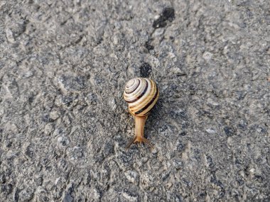 Snail on the asphalt in Romania