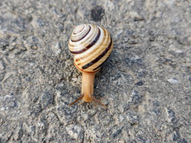 Snail on the asphalt in Romania