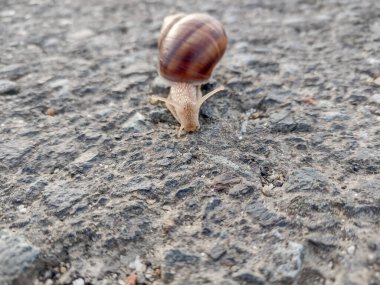 Snail on the asphalt in Romania