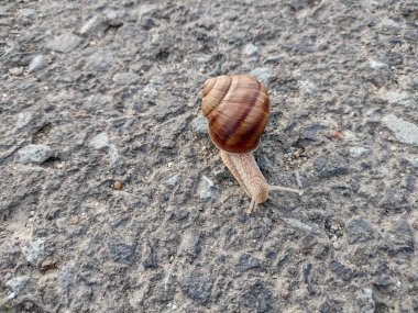 Snail on the asphalt in Romania