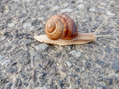 Snail on the asphalt in Romania