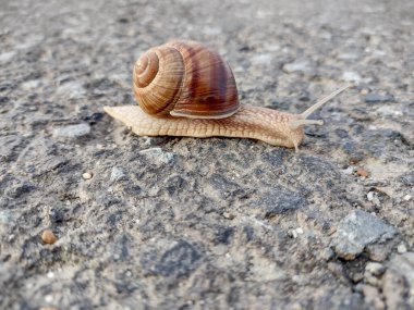 Snail on the asphalt in Romania