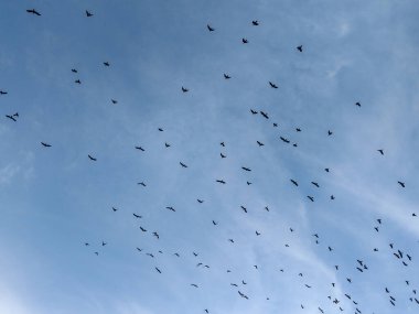 crows flying in the sky in Romania