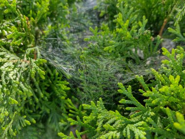 spider web on Thuja occidentalis