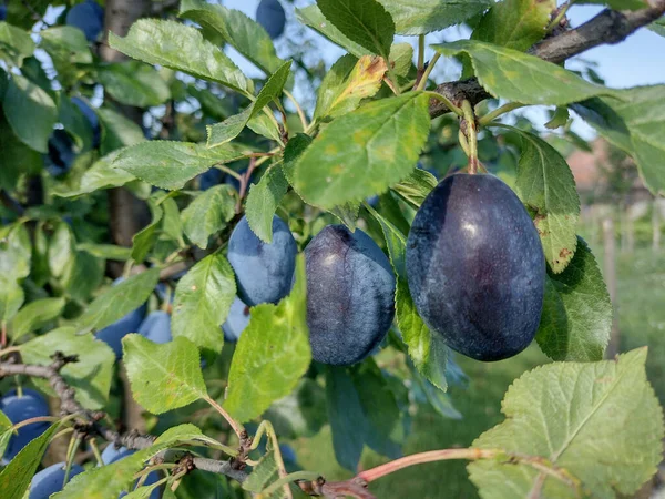 Ripe plums in the tree in summer. Fresh plums. Plums in Romania