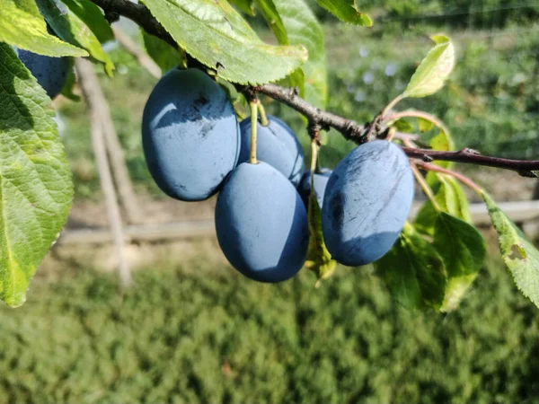 Ripe plums in the tree in summer. Fresh plums. Plums in Romania