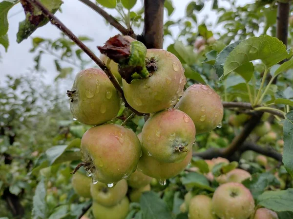 Apples Tree Rain — Stock fotografie