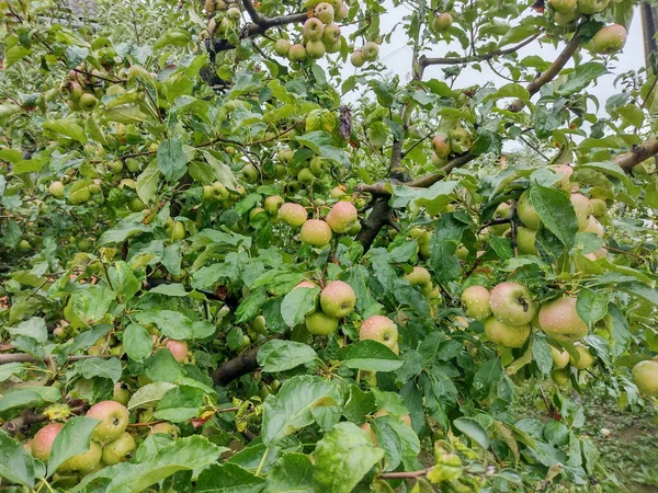 Apples Tree Rain — Φωτογραφία Αρχείου