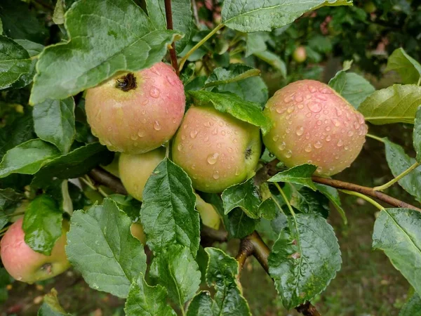 Apples Tree Rain — Stock fotografie