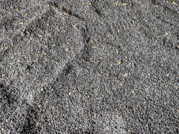 Fresh Sunflower Seeds Romania — Φωτογραφία Αρχείου