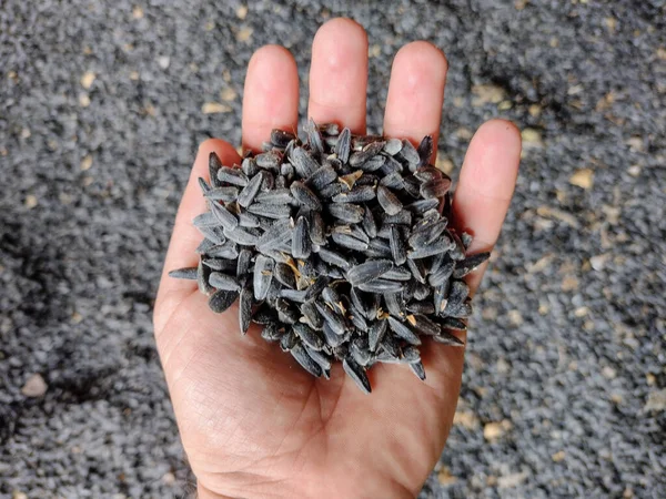 sunflower seeds in a hand